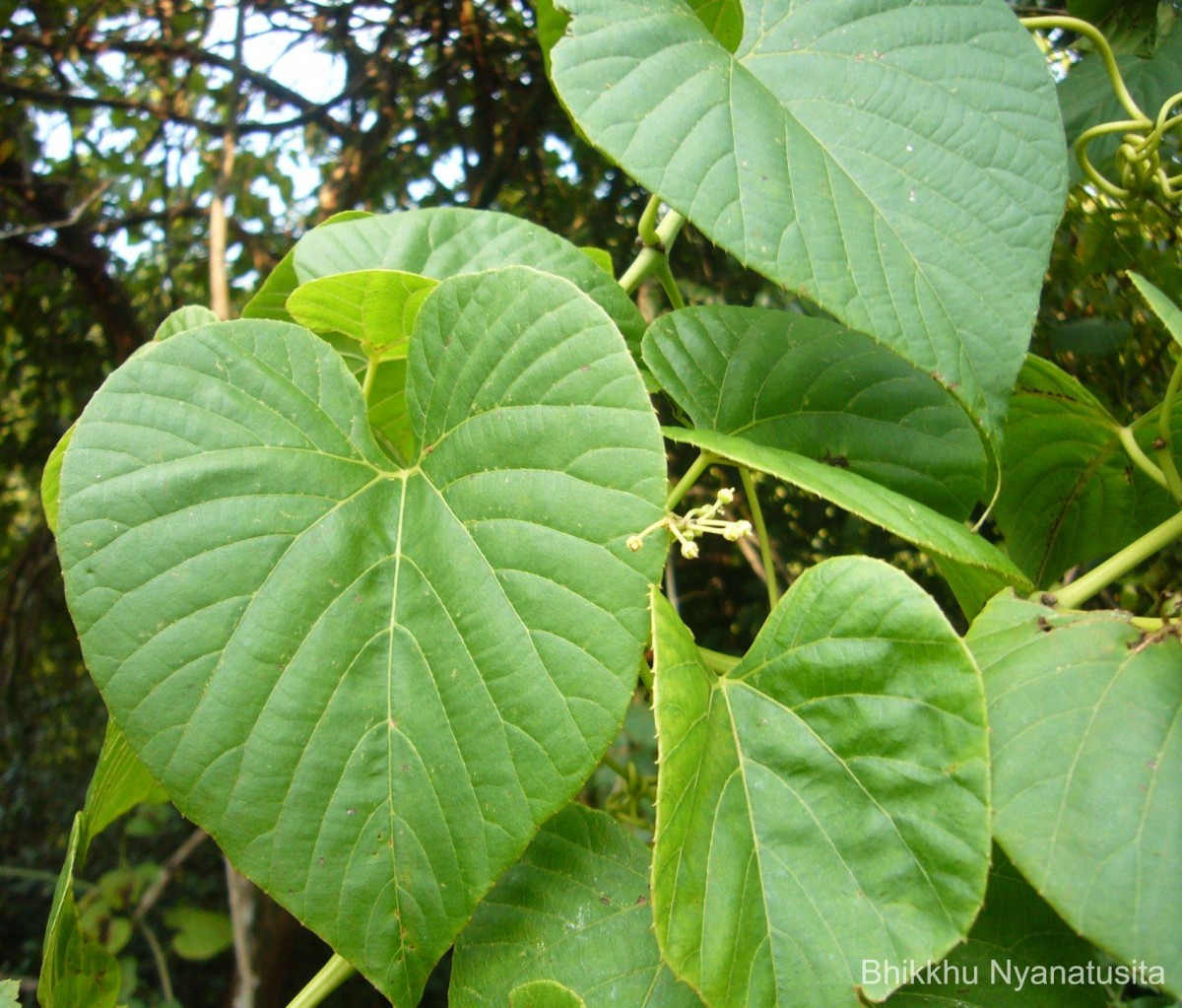 Cissus latifolia Lam.